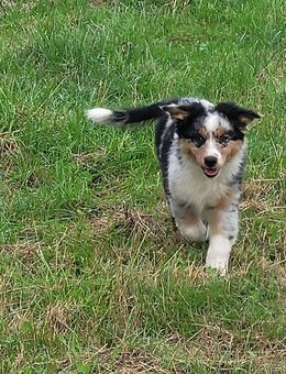Wunderschöne Australian shepherd Welpen - Lengerich (Nordrhein-Westfalen)