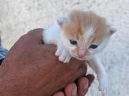 Rot weißes Katzenbaby - Hohenmölsen