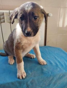 Süße Pien❤ sucht kuschelige Hundefreunde - Seggebruch