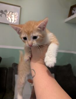Baby katzen - Mannheim