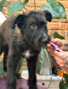 Mateo - kleines Herz auf vier Pfoten 🐾 - Wettenberg