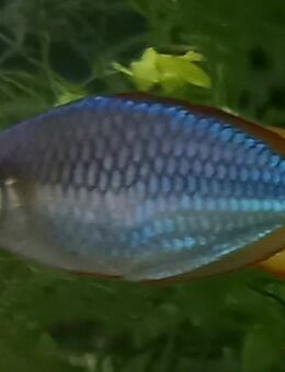 Diamant-Regenbogenfisch, praecox - Hohenroth
