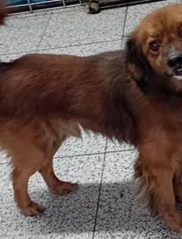 Herzenshund JOSUA (40 cm) - Weilheim (Oberbayern)