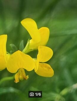 Gewöhnlicher Hornklee, Wiesen- Hornklee (Lotus corniculatus) - Horgenzell