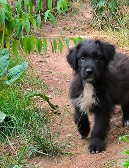 Doodle Rüde, Idefix, Abgabebereit - Langenbach (Rheinland-Pfalz)