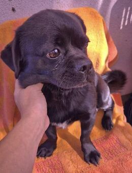 Jackpot ca. 1 Jahr alter Mops-Mix - Kassel