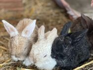 Kaninchen Babys, mini Loop, Rex Fell, Farbenzweg - Meinheim