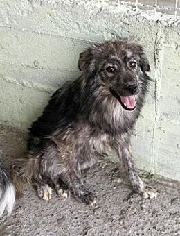 Malea, ängstlich, braucht Zeit - Bonndorf (Schwarzwald)