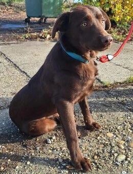 Wer verliebt sich in den lieben Pepsi ? - Dortmund