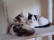 Noch 1 Kater zu haben - insgesamt 6 AprilKätzchen Kitten Babys von 2 Katzen-Mamas abzugeben Ende Juni/Anfang Juli 5 sind reserviert - Hanau (Brüder-Grimm-Stadt) Großauheim