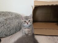 Britische kurze Haare kitten - Dortmund