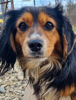 BOBISHA sucht Sofaplatz und Abenteuer - Schwabach