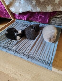Süße Britisch Kurzhaar Kitten - Rositz