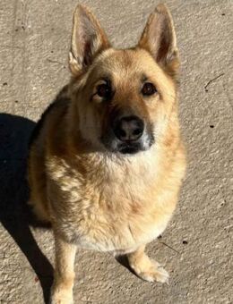 German - wer gibt ihm eine Chance? - Laatzen