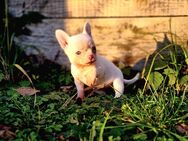 Süße kleine weiße Chihuahuahündin mit blauen Augen sucht bald ihr für immer zu Hause - Finsterwalde