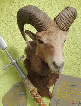 WIDDER TROPHÄE - Zehdenick