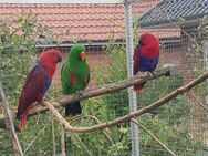 3 Neuguinea Edelpapageien - Bunde