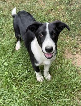 🐾 Paris sucht sein Zuhause! (I) - Ludwigshafen (Rhein)