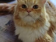 3 Wunderschöne Perser Kitten suchen ihr Personal - Niddatal