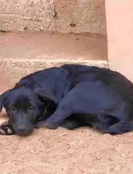 Aufgeweckte Mila - Tholey