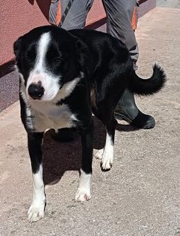 Border Collie Piko sucht Familie - Margetshöchheim