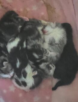 Bkh Mix kitten - Herne