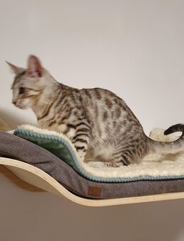 Bengal kitten Kater silver - Kandel
