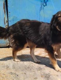 Herra - freundlich und interessiert - Westerholt