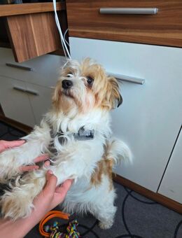 Jackrussel/Malteser Mix abzugeben - Chemnitz