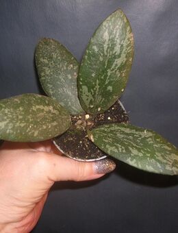 hoya wilbergae - Gladbeck