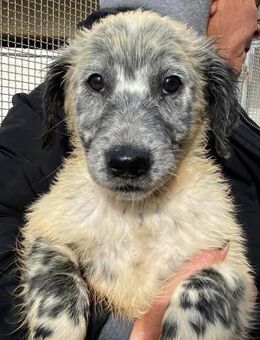 Geremia wartet im städtischen Canile - Bad Vilbel