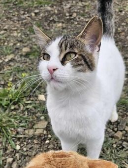 Gabriel - der Kampfschmuser schlechthin - Kirchheim (München)