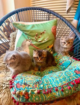 Bkh blh Katzenbabies kittens British Shorthair & British Longhair reinrassig (12 Wochen alt) - Wuppertal