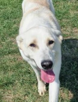 Mirko wartet auf seine Chance - Nordwalde