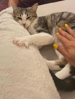 Schweren Herzens gebe ich meine geliebte Katze ab – nur in allerbeste Hände - Oberhausen