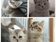 Wunderschöne BKH Kitten - Heusweiler
