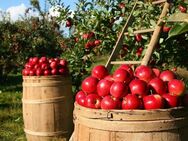 Äpfel pflücken vom eigenen Baum! - Boizenburg (Elbe) Zentrum