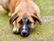 Atun; verschmuster Bub - Geilenkirchen