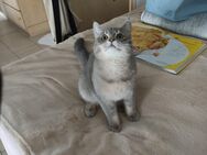 Wunderschöner BKH Kater - Geldern