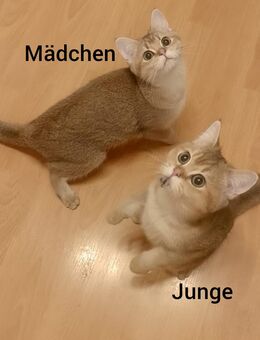 BKH Black Gold Chinchilla, 1 Mädchen und 1 Junge - Bochum