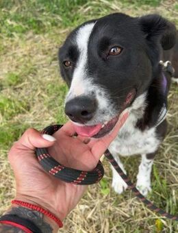 Sanfte PREYA sucht Menschen mit ♥️ - München