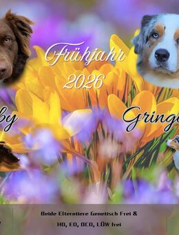 Australian Shepherd Wurfplanung Frühjahr2026 - Kaufbeuren