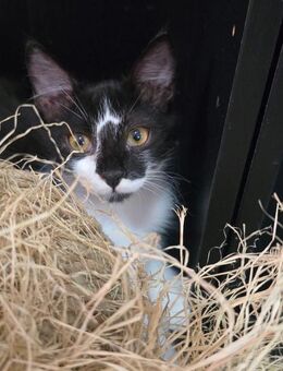 Frodo - immer für ein Spiel zu haben - Kirchheim (München)
