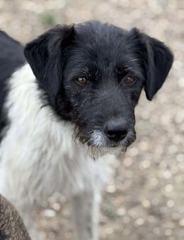 Poppy, unsere Frohnatur - Elsdorf (Nordrhein-Westfalen)