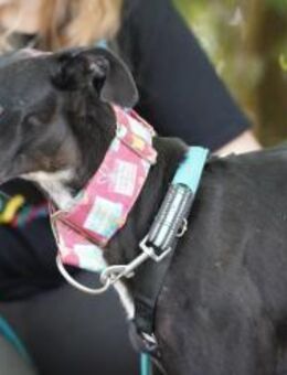 Nina sucht ihr Zuhause - Duisburg