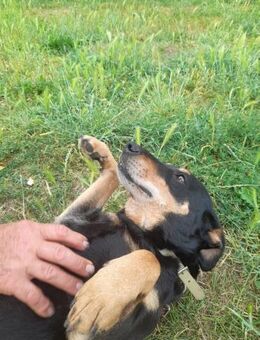 Bella2 sucht dringend Zuhause - Anklam
