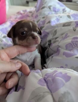 Chihuahua Mädchen kann resaviert werden - Dinslaken
