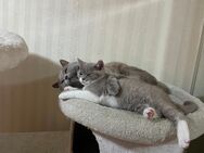 Verkaufe Britisch Kurzhaar Kitten - Dortmund