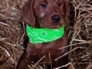 Labradoodle F1 Welpen in der Farbe foxred - Obrigheim