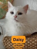 DAISY, w., kastr., Langhaar-Mix, weiß in 78354